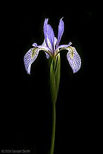 2006 July 13 A wild Iris in a meadow near Angel Fire, NM