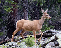 2009 June 29, A doe in the woods near Williams Lake Taos NM