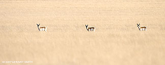 2007 March 21, Pronghorn Antelope on the grasslands in eastern New Mexico