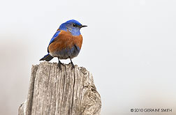 bluebird on fence post