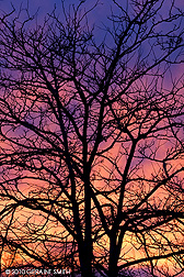 sunset through a tree in a Taos