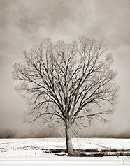 2013 March 05: Roadside tree and an incoming blizzard