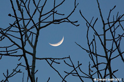 2015 March 25: Crescent moon through the trees