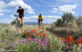 2009 May 11, Mountain biking through the wildflowers along the Rio Grande Gorge