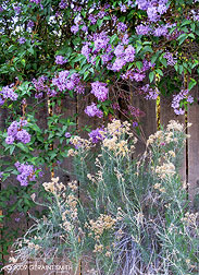 2009 May 16, Taos has an abundance of lilacs this spring