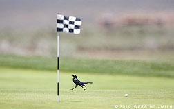 Grackle on the green