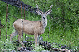 2010 May 16, Mule deer in Colorado