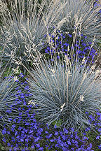 2006 May 03 Ornate garden grasses in Santa Fe