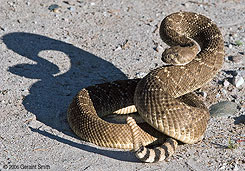 2006 November 06 Diamond Back Rattlesnake (also known as a 'coontail' rattler)
