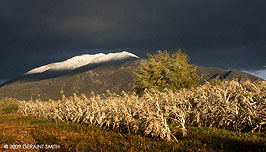 2009 November 04, Taos cornfield and high desert mountain light