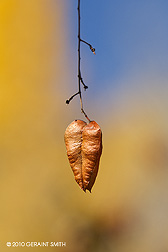 2010 November 09, Golden Rain Tree Orange Lantern Seed Pod