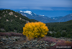 2015 November 01: Cottonwood twilight, Arroyo Hondo, New Mexico