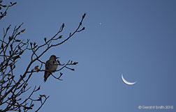 2015 November 08: Crescent moon, Venus and a Northern Flicker in a cottonwood tree, San Cristobal, NM
