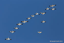2015 November 14: Formation flying, Snow Geese at the Bosque del Apache, NM