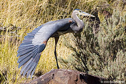 2006 October 31 I went back to visit the Great Blue Heron in Orilla Verde and captured images of this beautiful display