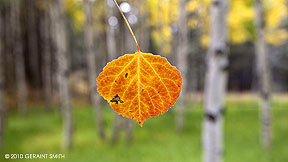 2010 October 21, Aspen leaf