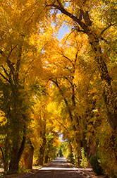 2012 October 21, Beautiful Burch Street in Taos, NM
