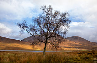 2013 October 22  Skye tree, Scotland