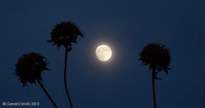 2015 October 26: Waning sunflowers ... waxing "Hunter's Moon" San Cristobal, NM
