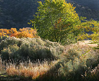 2006 September 25 Chamisa bushes, grasses and autumn colors in Taos