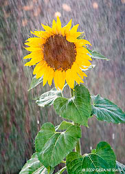 2009 September 02, A sunflower in September rain 