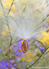 2010 September 23, Milkweed seed and floss on a chamisa bush
