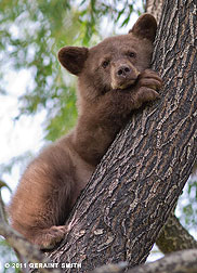 2011 September 22, Bear Cub