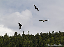2014 September 26  Three Golden Eagles in the Carson National Forest