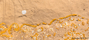 2015 September 06: Sandstone lichen, Chaco, New Mexico