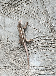 2015 September 16: All in all you're just an other lizard on the wall