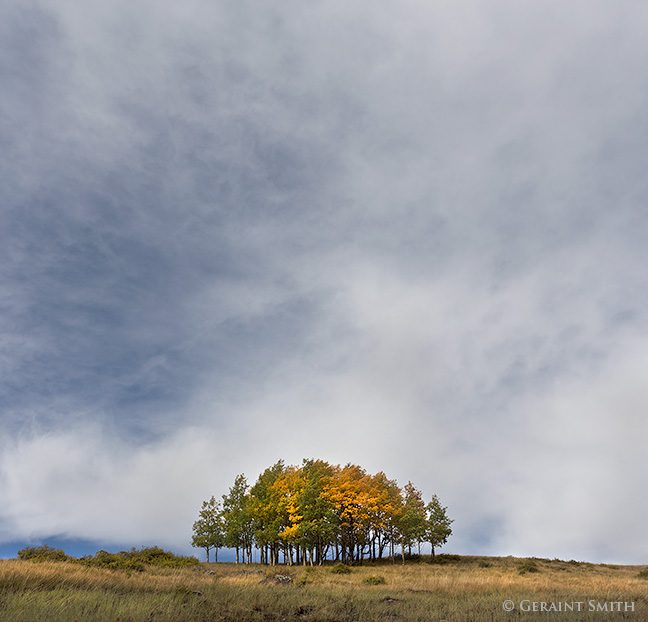 The Stand of aspens, cumbres pass new mexico