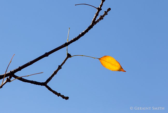 last leaf on the ash tree