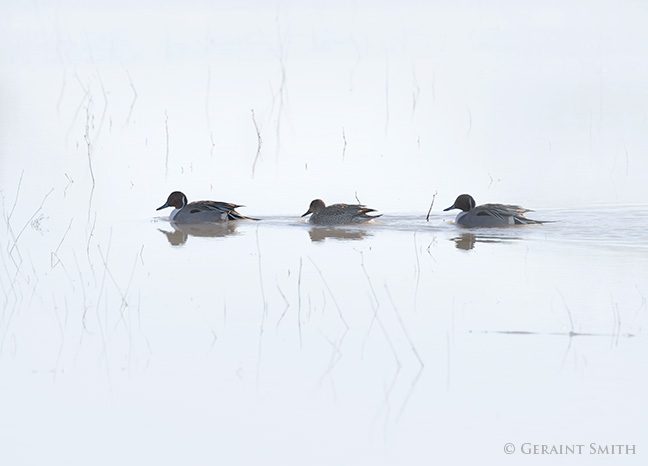 Morning in the Bosque del Apache, NM Northern pintail ducks in the Bosque del Apache, Socorro, NM
