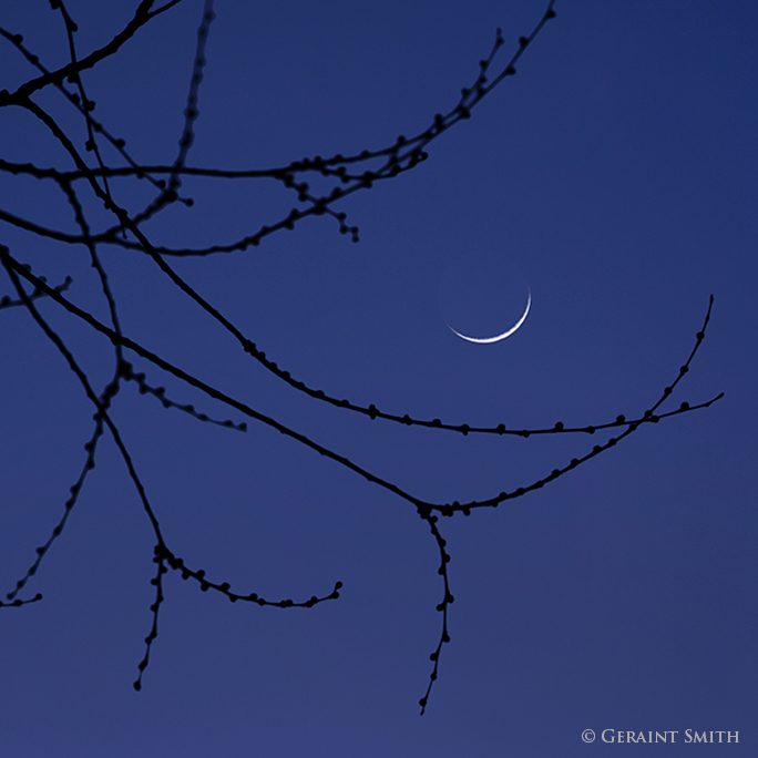 crescent_moon_branches_sc_b_1056-1756484