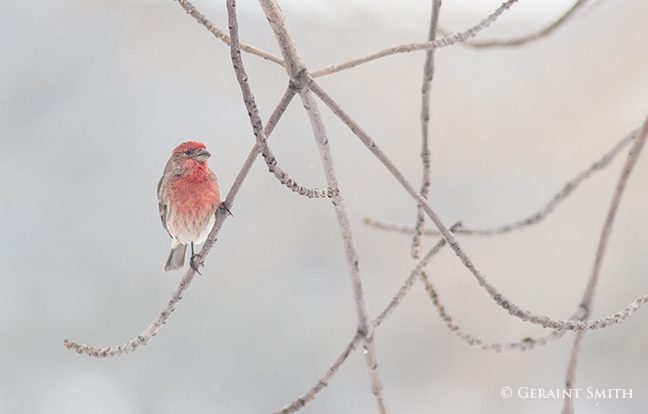 house finch in the ash tree