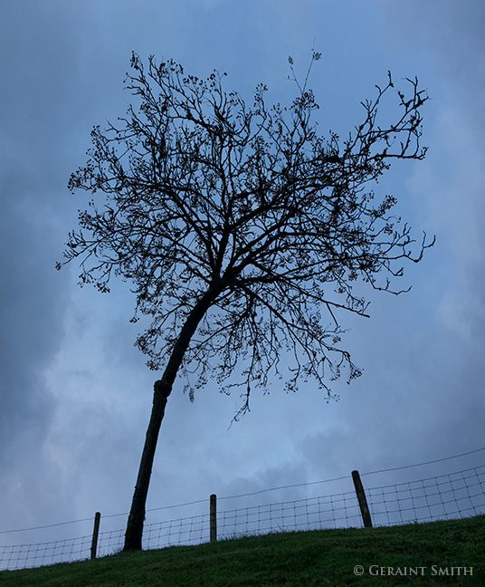 Tree and sky, clouds and fence.