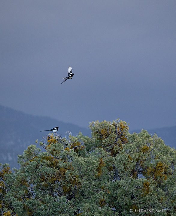 magpies in the morning juniper tree, san cristobal, new mexico