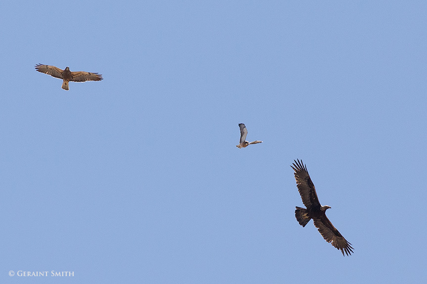 Swainson's Hawks And Golden Eagle | Geraint Smith Photography