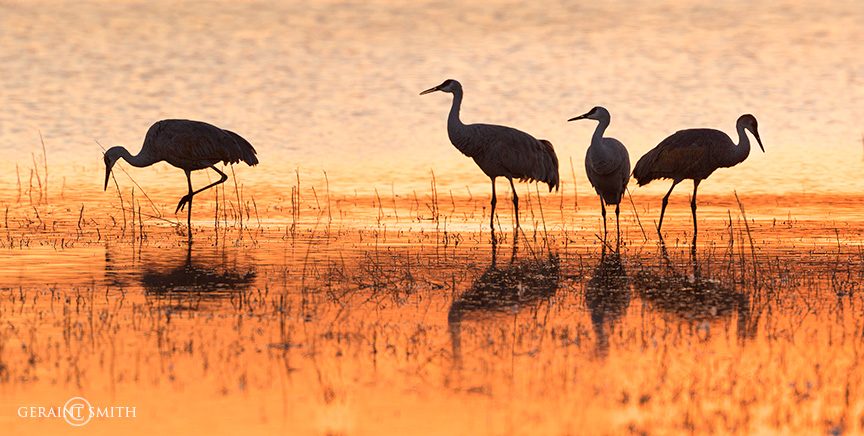 Sandhill cranes sunset in the marshes