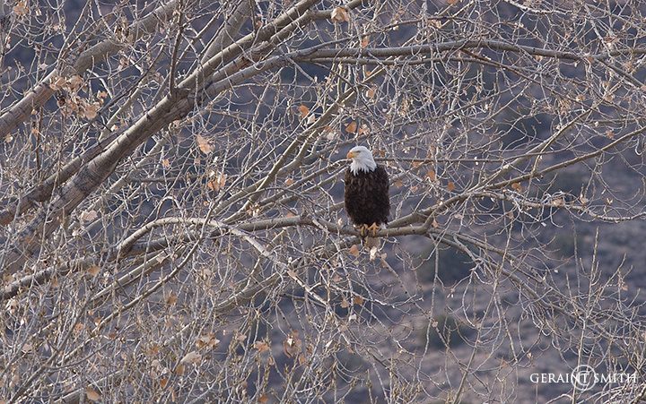 Bald Eagle, Rio Grande, Cottonwood Tree