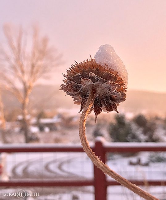 Snow, Sunflower Sunset