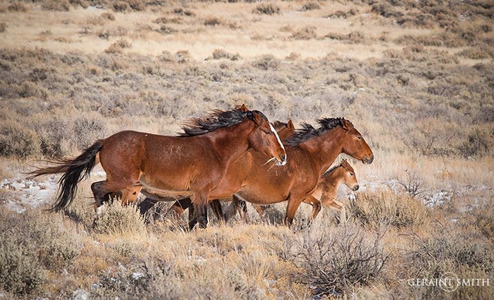 Wild Horses southern colorado photo tour