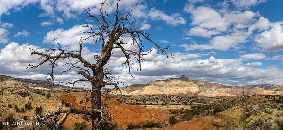ghost_ranch_tree_1910_1912-3687038