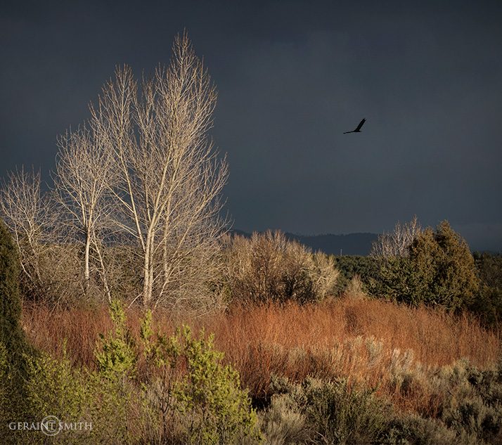 Cottonwoods, Red Willows And A Vulture
