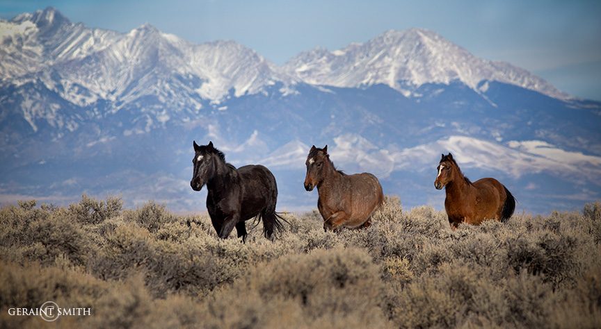 Wild Mustang On Wild Horse Mesa, Colorado