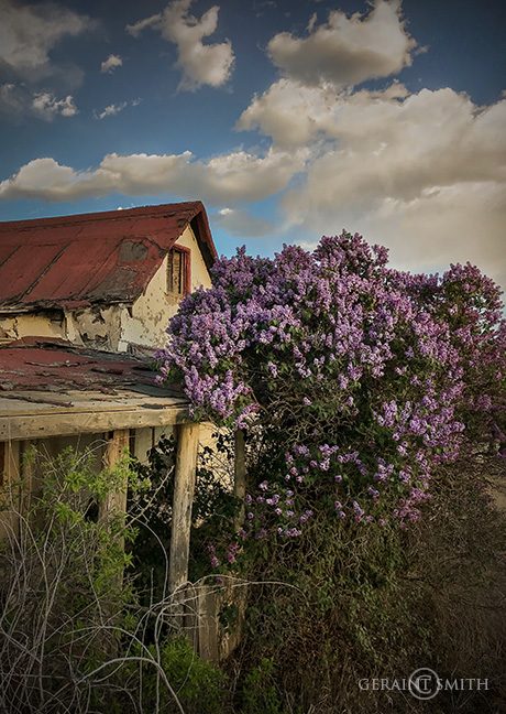 Abandoned Ruin Alive With Lilacs