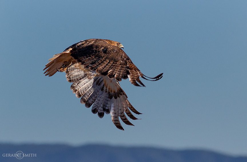 Red-Tailed Hawk, Arroyo Hondo