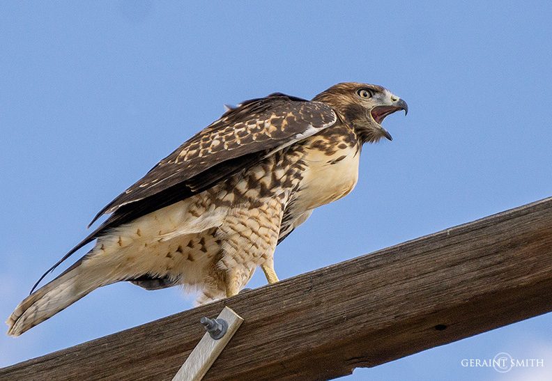 Juvenile Swainson's Hawk