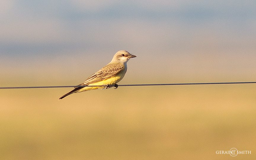 Western Kingbird on the wire