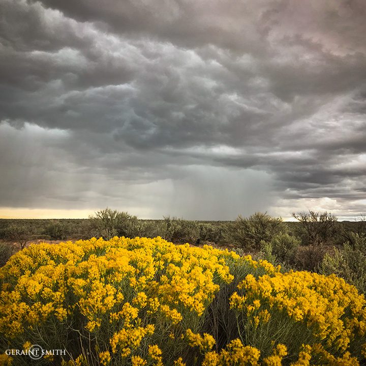 Rabbitbrush and Storm Cell